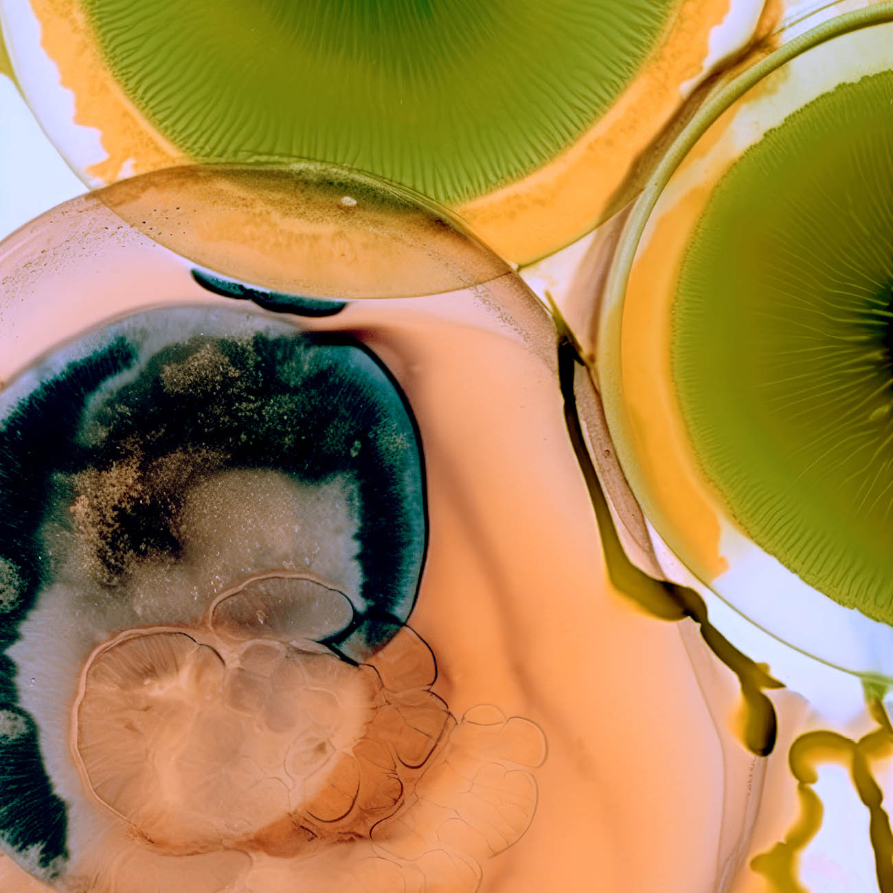Fermented Formulation