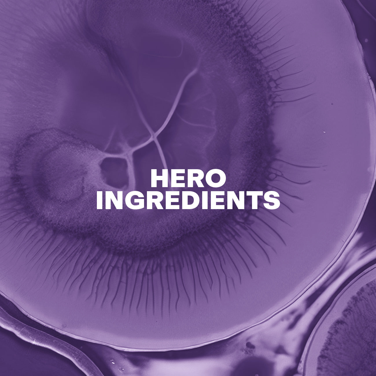 Hero Ingredients Absolue A