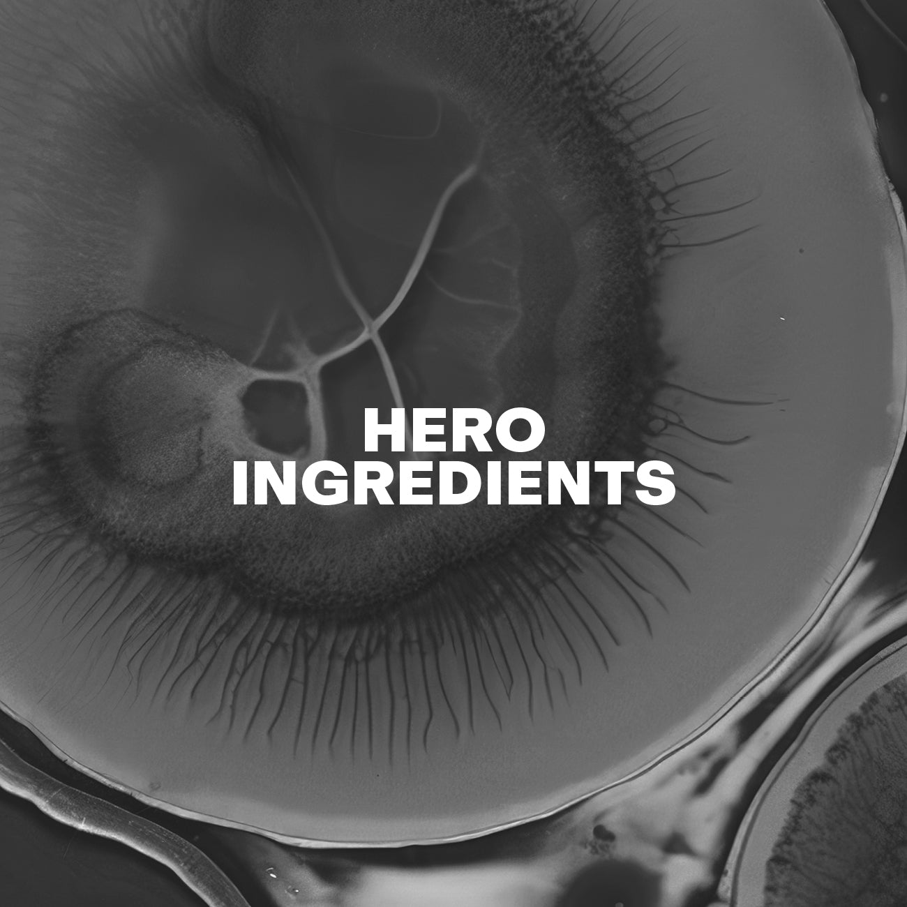 Hero Ingredients Absolue A