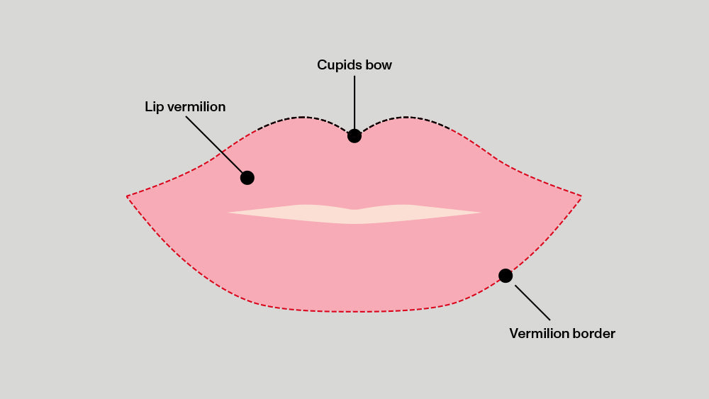 Lip anatomy